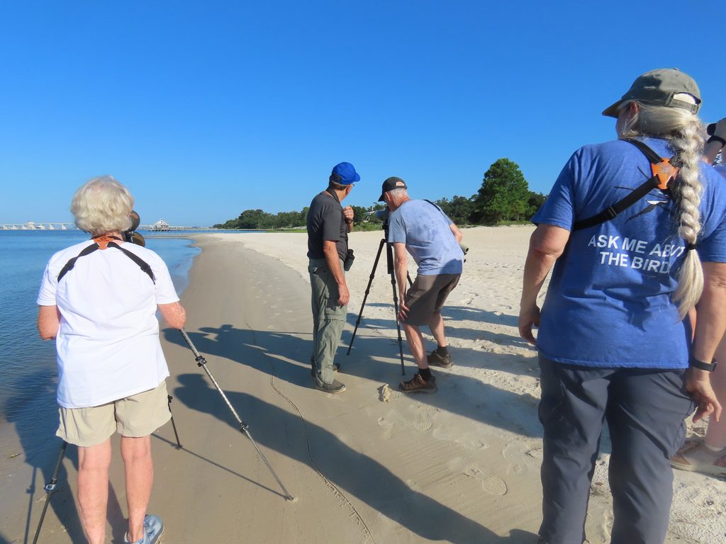 MCAS chapter members perform an Audubon Coastal Bird Survey on East Beach in Ocean Springs. 